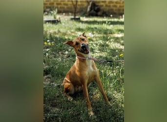 Lebensfrohe und liebevolle Hündin Hanna ❤️ sucht aktive Familie