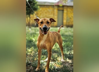 Lebensfrohe und liebevolle Hündin Hanna ❤️ sucht aktive Familie