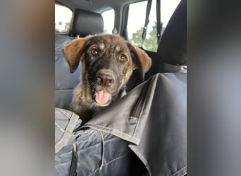 Junger Tierschutzrüde Gavrusha ❤️ sucht liebevolle Familie