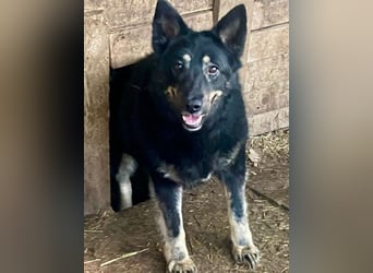 Plusha ❤️Frohnatur sucht Herzensmensch