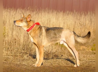 Tapferer Tierschutzrüde Amber sucht Pflege oder Endstelle