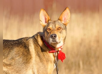 Tapferer Tierschutzrüde Amber sucht Pflege oder Endstelle