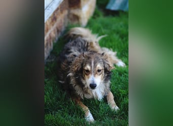 Verschmuster Vanja sucht sein Zuhause