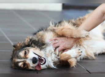 Verschmuster Vanja sucht sein Zuhause