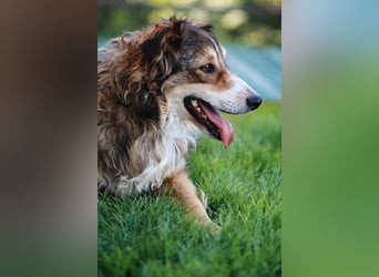 Verschmuster Vanja sucht sein Zuhause