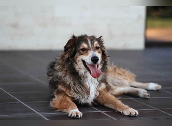 Verschmuster Vanja sucht sein Zuhause