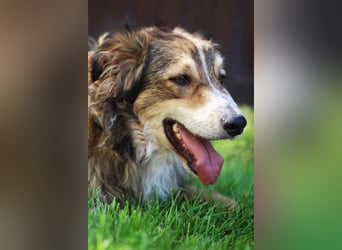 Verschmuster Vanja sucht sein Zuhause