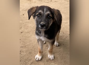 Pepito, geb. ca. 08/2025, lebt in GRIECHENLAND, auf einer privaten Pflegestelle