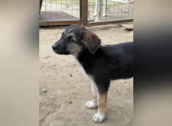 Pepito, geb. ca. 08/2025, lebt in GRIECHENLAND, auf einer privaten Pflegestelle