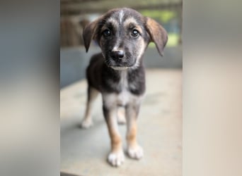 Pepito, geb. ca. 08/2025, lebt in GRIECHENLAND, auf einer privaten Pflegestelle