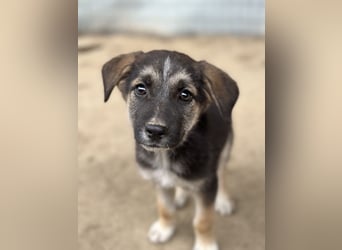 Pepito, geb. ca. 08/2025, lebt in GRIECHENLAND, auf einer privaten Pflegestelle