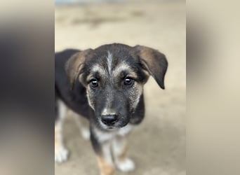 Pepito, geb. ca. 08/2025, lebt in GRIECHENLAND, auf einer privaten Pflegestelle