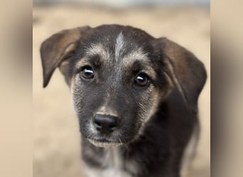 Pepito, geb. ca. 08/2025, lebt in GRIECHENLAND, auf einer privaten Pflegestelle