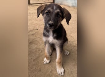 Pepito, geb. ca. 08/2025, lebt in GRIECHENLAND, auf einer privaten Pflegestelle