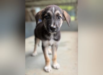 Pepito, geb. ca. 08/2025, lebt in GRIECHENLAND, auf einer privaten Pflegestelle