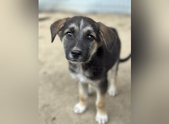 Pepito, geb. ca. 08/2025, lebt in GRIECHENLAND, auf einer privaten Pflegestelle