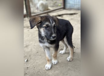 Pepito, geb. ca. 08/2025, lebt in GRIECHENLAND, auf einer privaten Pflegestelle