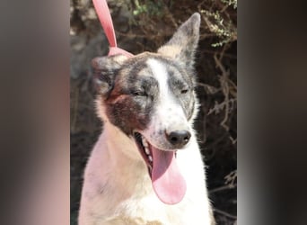 Rodolfo, vorsichtig, gut sozialisiert, freundlich