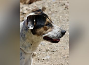 Antonella, sehr sozial, möchte gefallen, aufgeschlossen