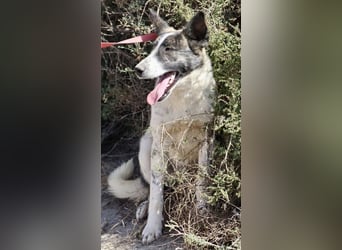 Rodolfo, vorsichtig, gut sozialisiert, freundlich