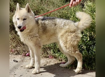 Afri, klug, menschenbezogen und sportlich