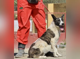 Rodolfo, vorsichtig, gut sozialisiert, freundlich