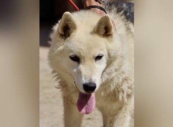 Afri, klug, menschenbezogen und sportlich