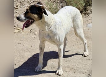 Antonella, sehr sozial, möchte gefallen, aufgeschlossen