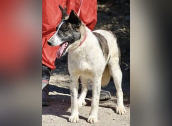 Rodolfo, vorsichtig, gut sozialisiert, freundlich