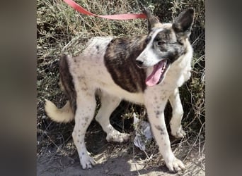 Rodolfo, vorsichtig, gut sozialisiert, freundlich