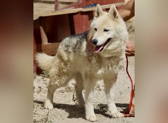 Afri, klug, menschenbezogen und sportlich