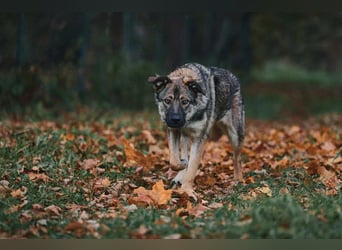 Sanfte Santa sucht warmes Körbchen
