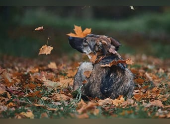Sanfte Santa sucht warmes Körbchen