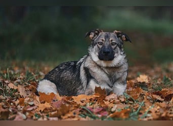 Sanfte Santa sucht warmes Körbchen