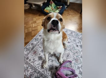 Sammy sucht sein Zuhase