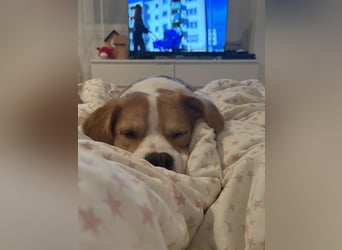 Sammy sucht sein Zuhase