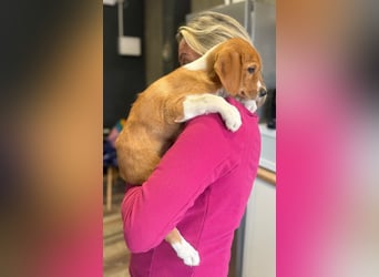 Layka - Lieblingshunde suchen ihren Menschen