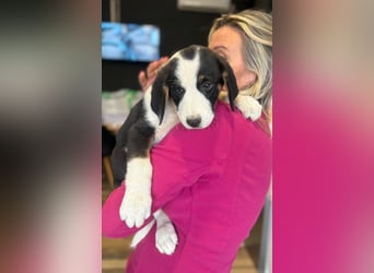 Luzy - Lieblingshunde suchen ihren Menschen