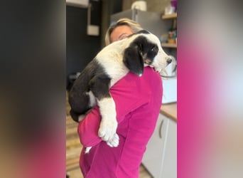 Luzy - Lieblingshunde suchen ihren Menschen