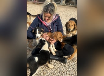 Layka - Lieblingshunde suchen ihren Menschen