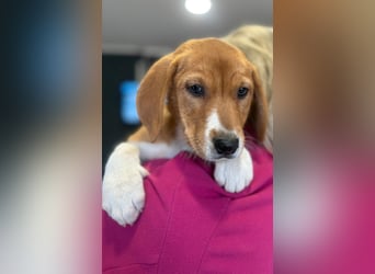 Layka - Lieblingshunde suchen ihren Menschen