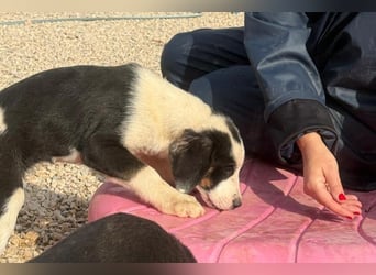 Luzy - Lieblingshunde suchen ihren Menschen