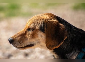 Senta möchte eure Familienhündin werden