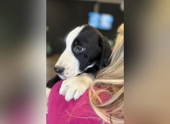 Lupo - Lieblingshunde suchen ihren Menschen