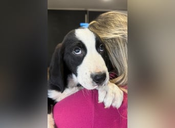 Lupo - Lieblingshunde suchen ihren Menschen