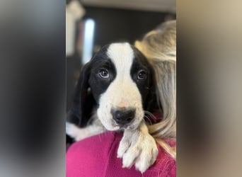 Lupo - Lieblingshunde suchen ihren Menschen