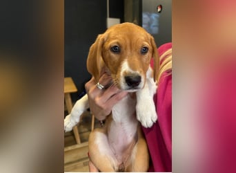 Layka - Lieblingshunde suchen ihren Menschen