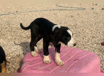 Lupo - Lieblingshunde suchen ihren Menschen