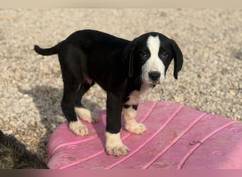 Lupo - Lieblingshunde suchen ihren Menschen