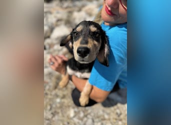 Franzl möchte euer Familienhund werden